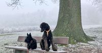 Meike's-Hundewelt - Pudel und Scotish Terrier auf einer Parkbank