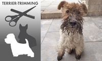 Logo Terrier-Trimming und schmutziger Terrier